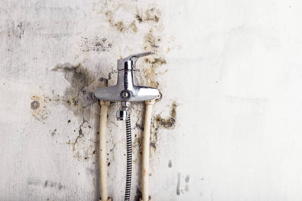 Best Same-Day Mold Removal  in Atlantic Beach, NC