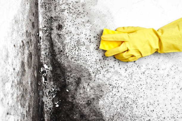 Best Residential Mold Removal  in Atlantic Beach, NC