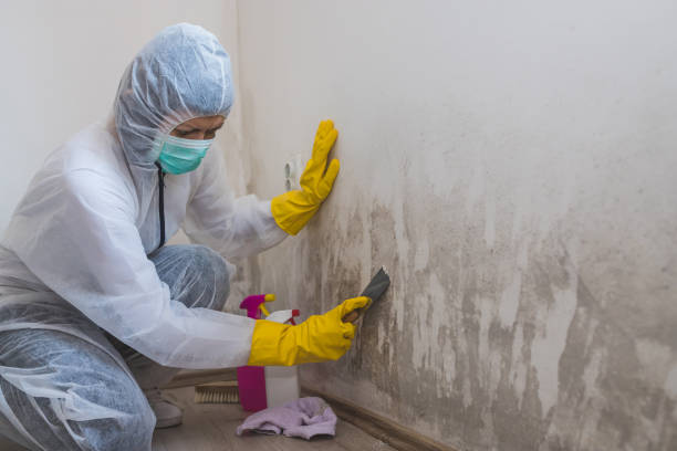 Best Attic Mold Removal  in Atlantic Beach, NC