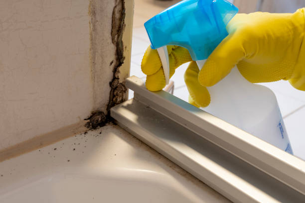 Best Mold Damage Repair  in Atlantic Beach, NC