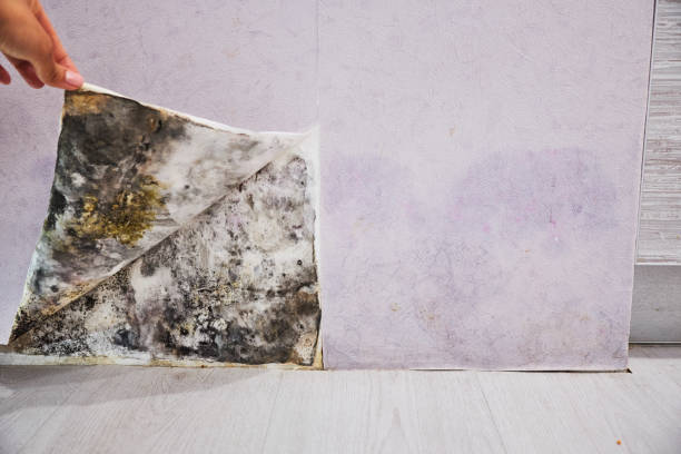 Atlantic Beach, NC Mold Removal Company